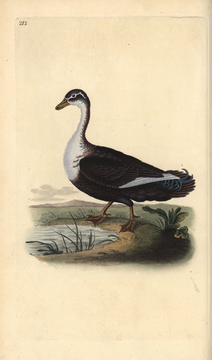 Misk ördeği (varyant), Cairina moschata. Edward Donovan tarafından kendi “Natural History of British Birds” Londra kitabından çizilip kazınmış, elle boyanmış bakır levha by Edward Donovan