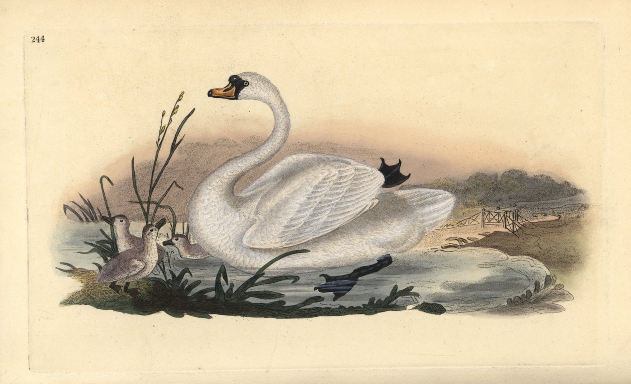 Mute swan, Cygnus olor, with chicks. Handcoloured copperplate drawn and engraved by Edward Donovan from his own “Natural History of British Birds,” London by Edward Donovan