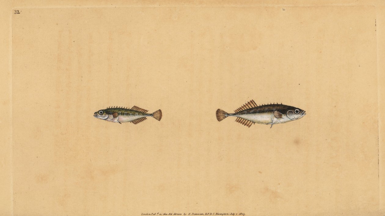 Dokuz sırt dikeni, Pungitius pungitius (Küçük veya on dikenli dikenli diken, Gasterosteus pungitius). Edward Donovan tarafından Natural History of British Fishes, Donovan ve F.C. ve J. Rivington, Londra by Edward Donovan
