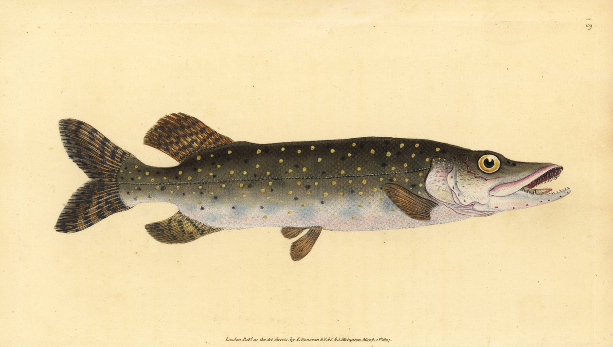 Kuzey turna, Esox Lucius. Edward Donovan tarafından Natural History of British Fishes, Donovan and F.C. ve J. Rivington, Londra by Edward Donovan
