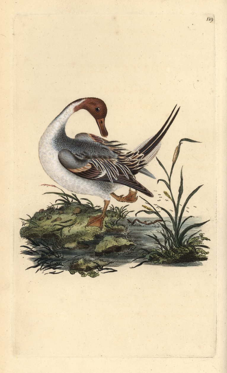 Kuzey kılkuyruk ördeği, Anas acuta. Edward Donovan tarafından kendi “Natural History of British Birds” (1794-1819) kitabından çizilmiş ve oyulmuş, elle boyanmış bakır levha. Edward Donovan (1768-1837) bir İngiliz-İrlandalı amatör zoolog, yazar, sanatçı ve  by Edward Donovan