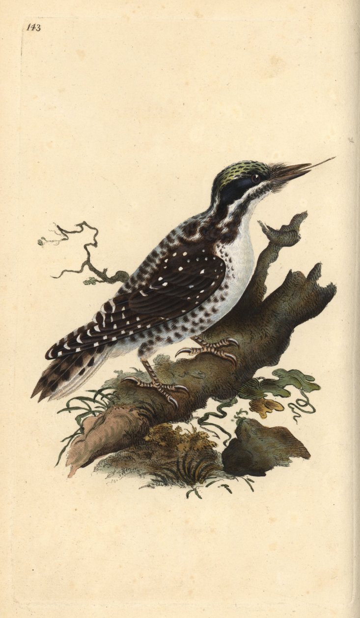 Kuzey üç parmaklı ağaçkakan. Picoides tridactylus. Edward Donovan tarafından kendi “Natural History of British Birds” adlı Londra kitabından çizilip kazınmış, elle boyanmış bakır levha by Edward Donovan