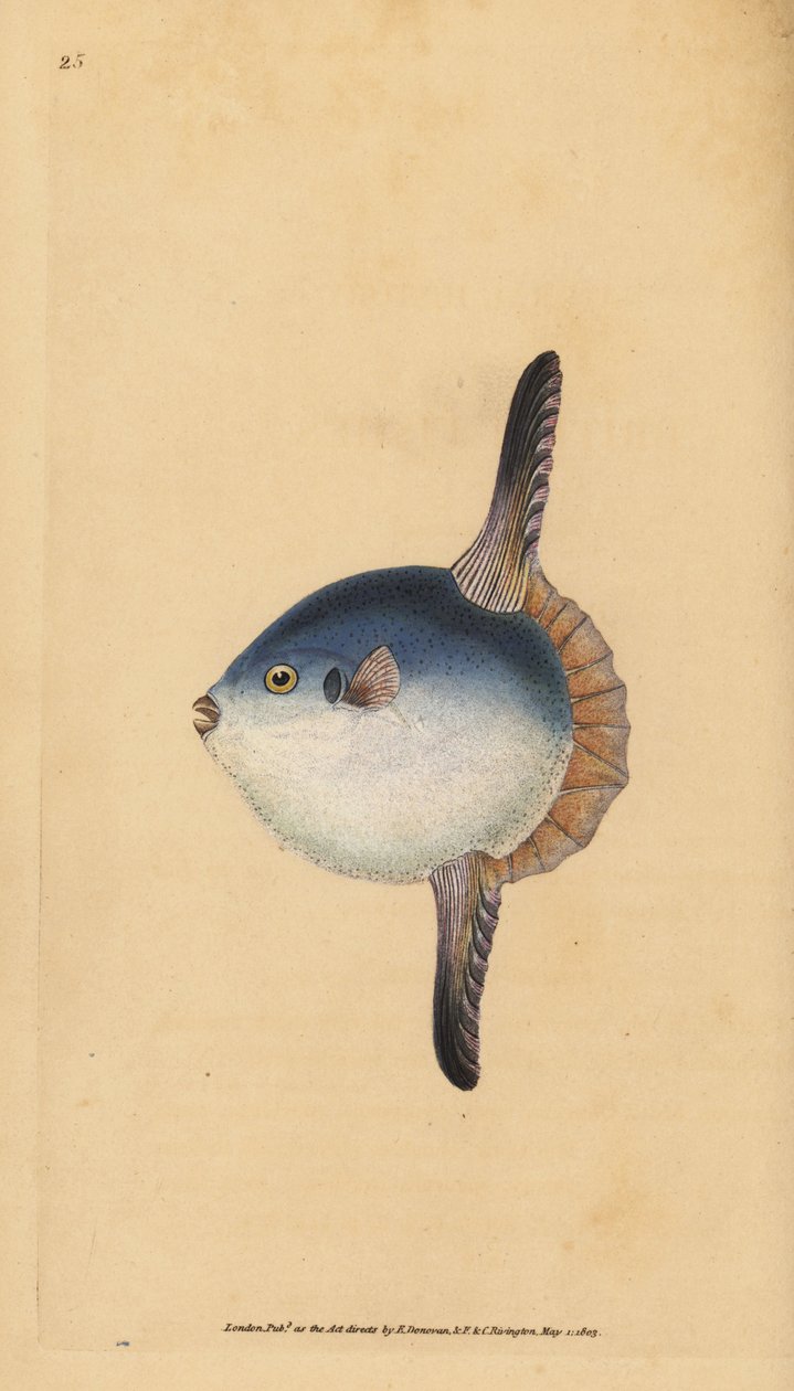 Okyanus güneş balığı, Mola mola. Hassas. (Güneş balığı, Tetrodon mola). Edward Donovan tarafından Natural History of British Fishes, Donovan ve F.C. ve J. Rivington, Londra by Edward Donovan