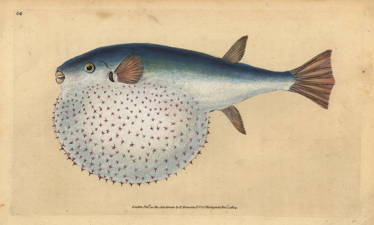 Okyanus kirpisi, Lagocephalus lagocephalus (Yıldızlı küre balığı, Tetrodon stellatus). Edward Donovan tarafından Natural History of British Fishes, Donovan ve F.C. ve J. Rivington, Londra by Edward Donovan