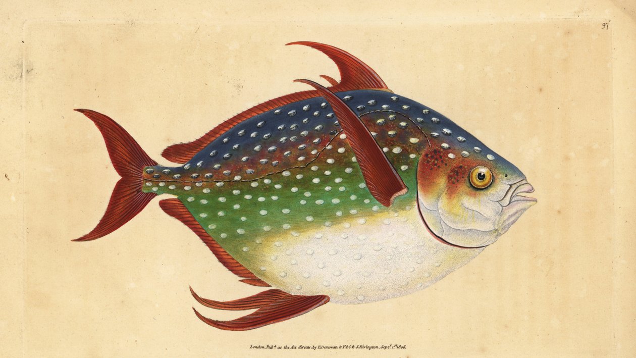 Opah veya kral balık, Lampris guttatus (Zeus luna). Edward Donovan tarafından Natural History of British Fishes, Donovan ve FC ve J. Rivington, Londra'dan çizilmiş ve oyulmuş elle boyanmış bakır levha by Edward Donovan