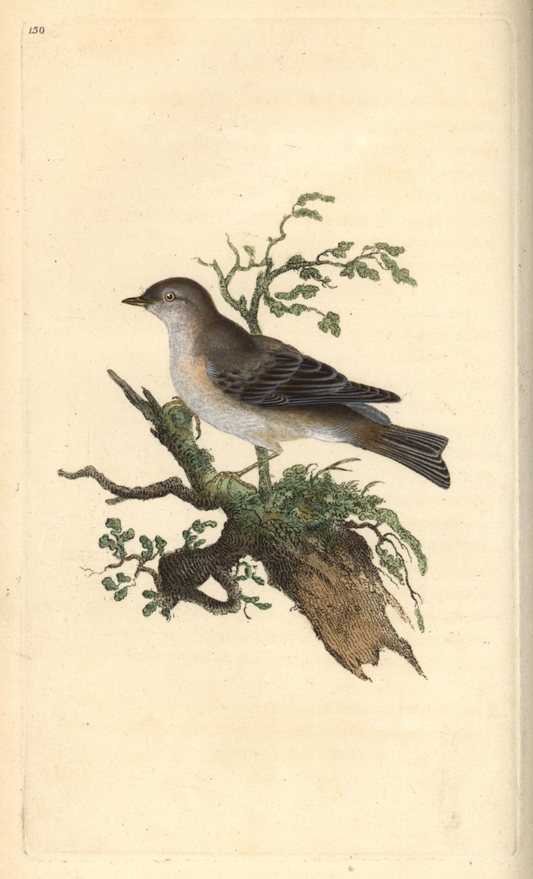 Orphean ötleğen, Sylvia hydrtensis veya daha büyük küçükler. Edward Donovan tarafından kendi “Natural History of British Birds” adlı Londra kitabından çizilip kazınmış, elle boyanmış bakır levha by Edward Donovan