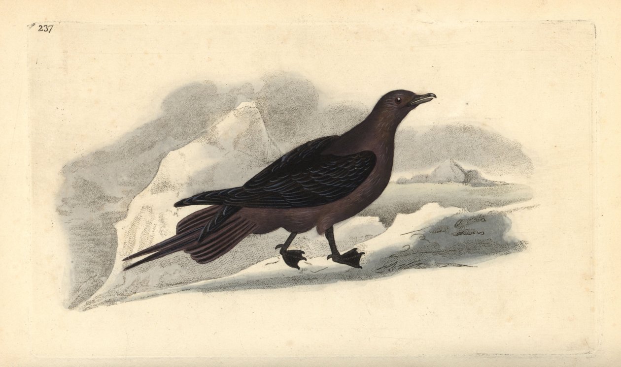 Parazitik Jaeger, Stercorarius parasiticus. Edward Donovan tarafından kendi “Natural History of British Birds” Londra kitabından çizilip kazınmış, elle boyanmış bakır levha by Edward Donovan