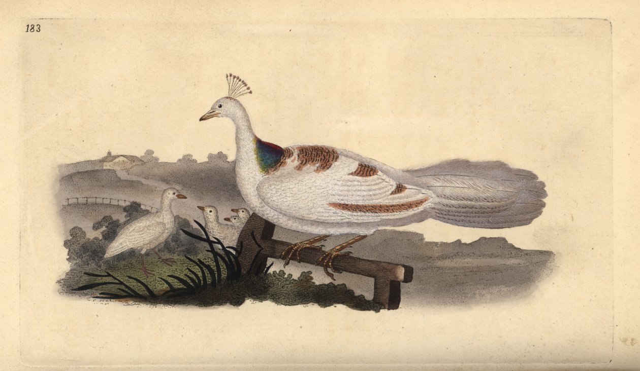 Tavus kuşu ayağı, Pavo cristatus, genç dişi. Edward Donovan tarafından kendi “Natural History of British Birds” Londra kitabından çizilip kazınmış, elle boyanmış bakır levha by Edward Donovan
