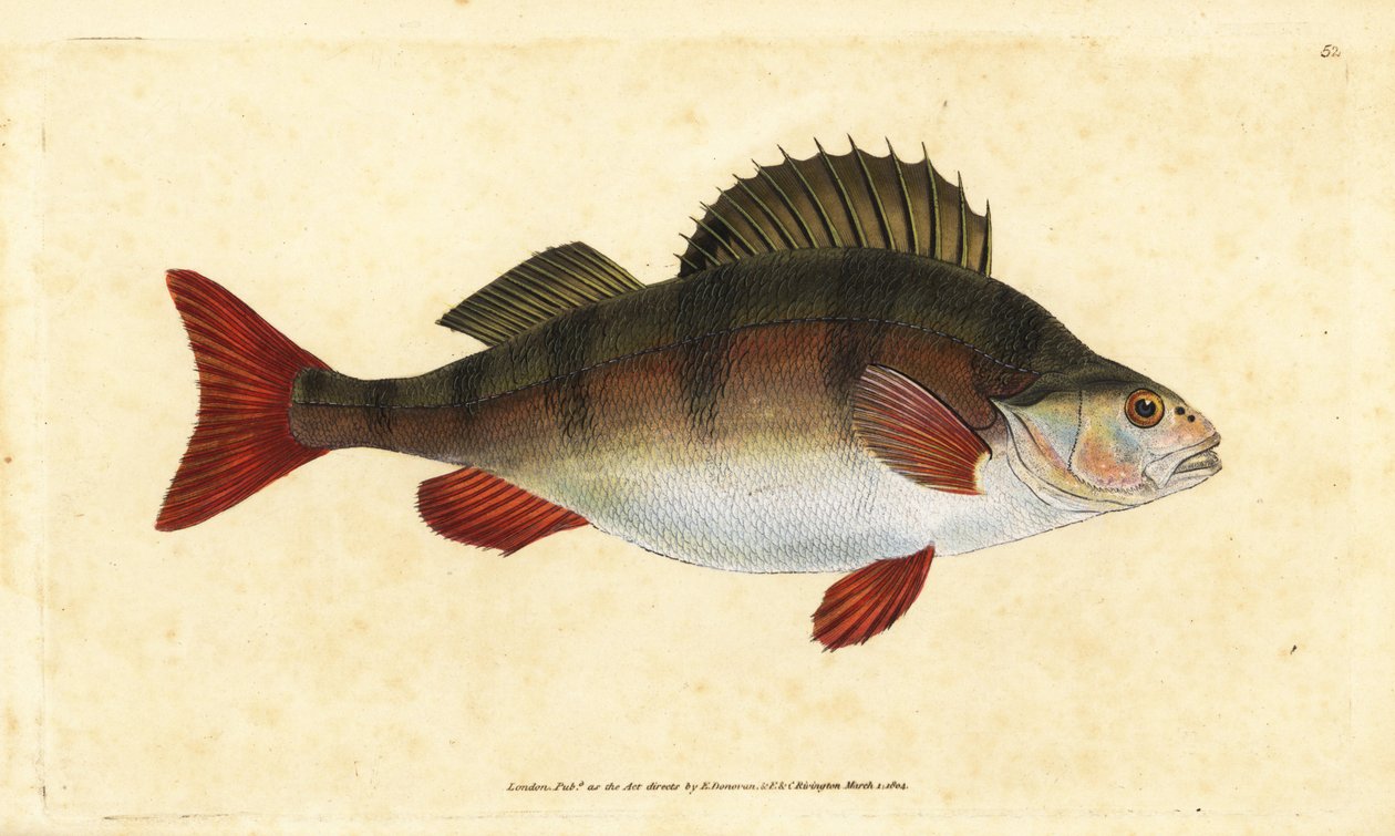 Levrek, Perca fluviatilis. Edward Donovan tarafından Natural History of British Fishes, Donovan ve F.C. ve J. Rivington, Londra by Edward Donovan