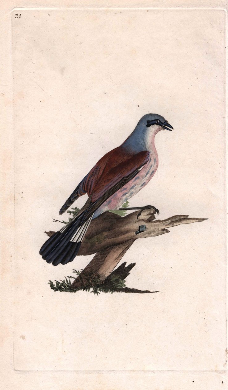 Flayer Shrike Saksağan. Lanius collurio. İngiliz Kuşlarının Natural History, Londra'da yayınlanan Edward Donovan (1768-1837) tarafından yapılan bakır gravür by Edward Donovan