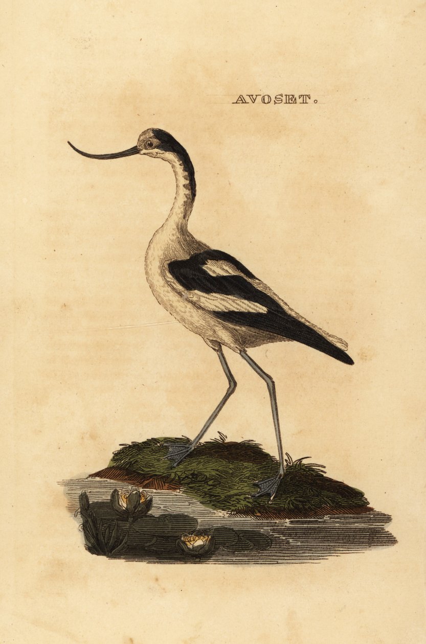Alaca avocet, Recurvirostra avocetta by Edward Donovan