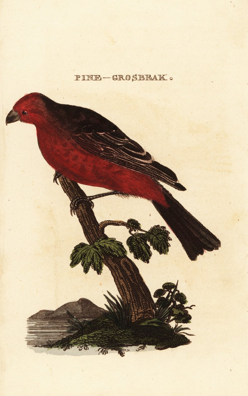 Çam grosbeak, Pinicola enükleatör by Edward Donovan