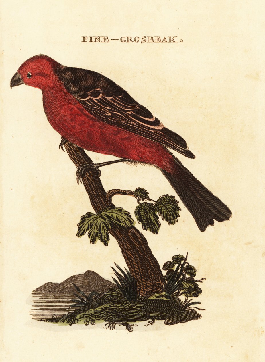Çam grosbeak, Pinicola enükleatör by Edward Donovan