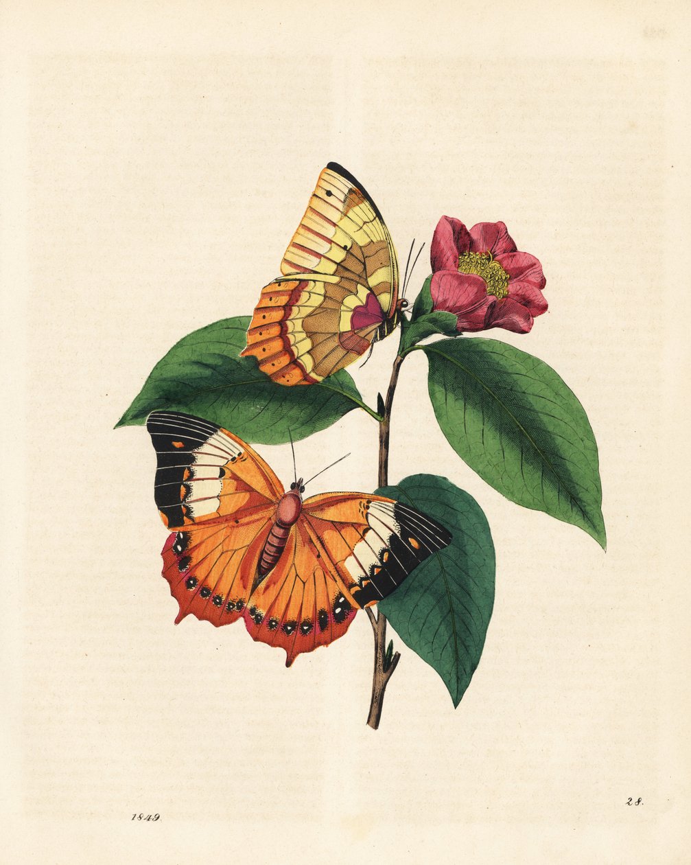 Sade alaca rajah kelebeği, kamelya üzerinde Charaxes psaphon (Nymphalis bernardus). Edward Donovan'ın Çin Böceklerinin Doğal Tarihinin Özeti adlı kitabından kopyalanmıştır. by Edward Donovan