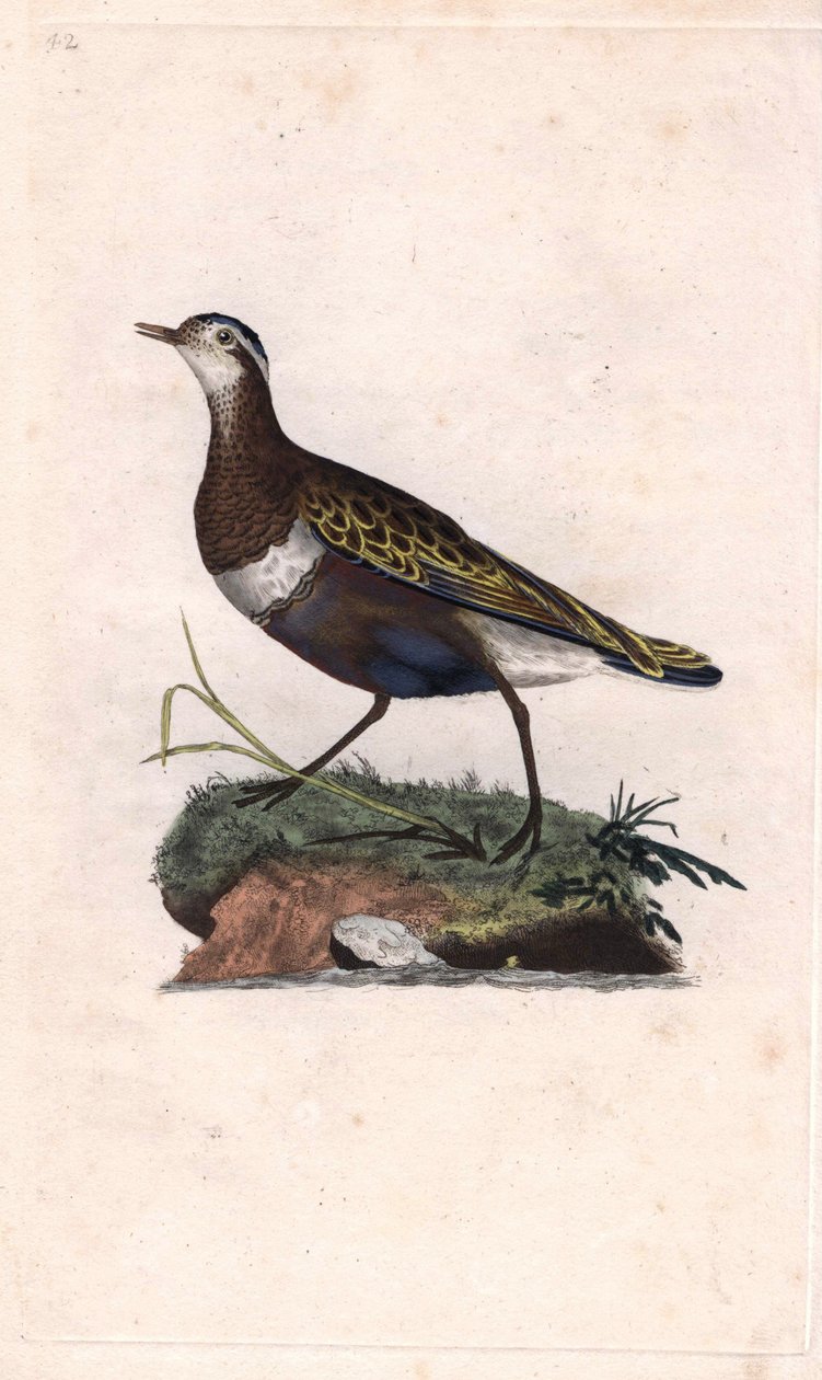 Plover Eudromias morinellus (Charadrius morinellus). İngiliz Kuşlarının Natural History, Londra
