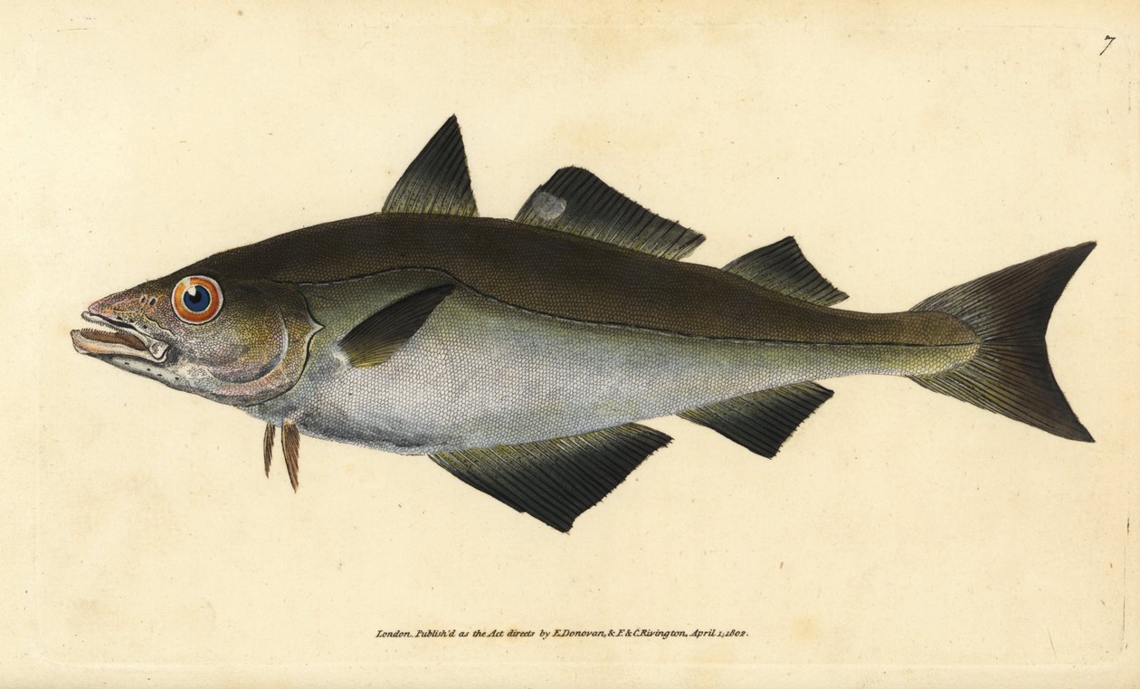 John Dory cyangwa Doree, Zeus faber. Umuringa wakozwe mu ntoki ushushanyije kandi wanditsweho na Edward Donovan mu mateka ye y’amafi yo mu Bwongereza, Donovan na F.C. na J. Rivington, London by Edward Donovan