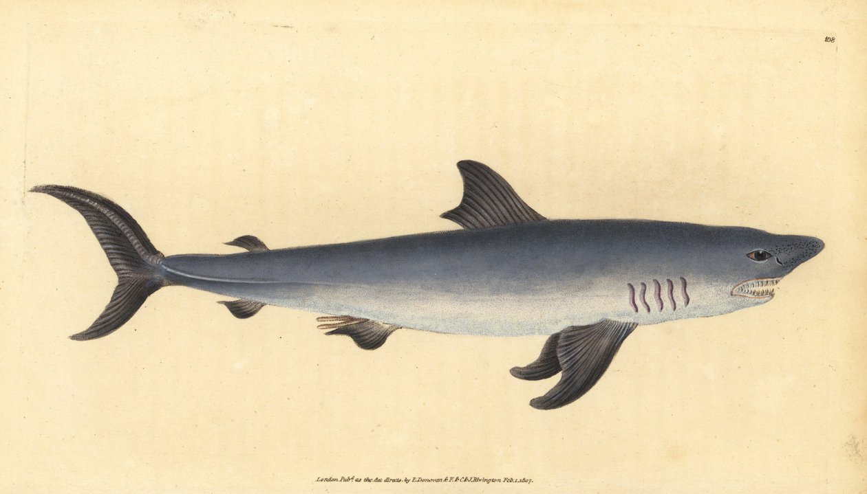 Porbeagle, Lamna nasus. Hassas. (Porbeagle köpekbalığı, Squalus cornubicus). Edward Donovan tarafından Natural History of British Fishes, Donovan ve F.C. ve J. Rivington, Londra by Edward Donovan