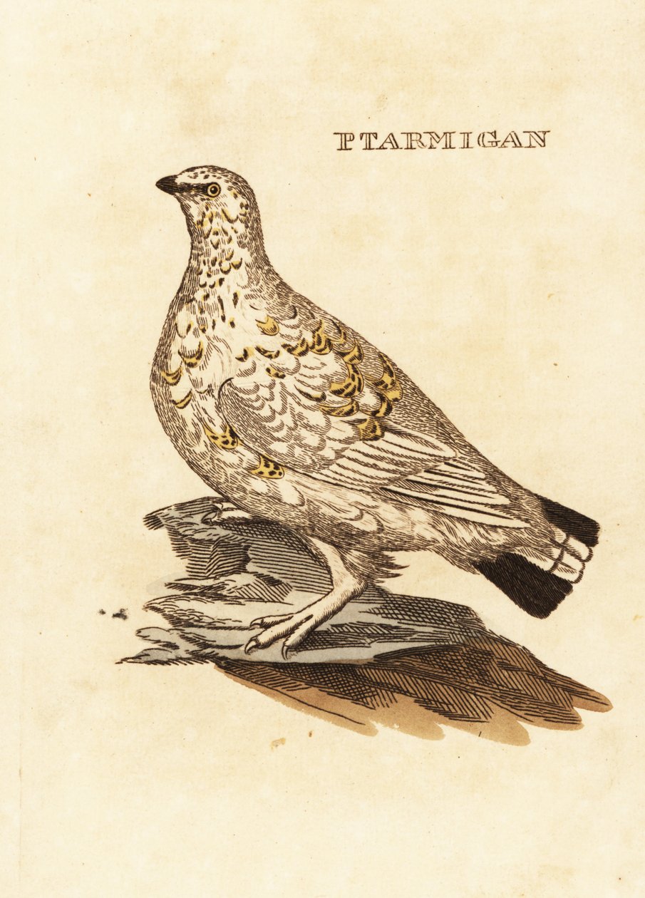 Ptarmigan orman tavuğu veya beyaz oyun, Lagopus lagopus by Edward Donovan