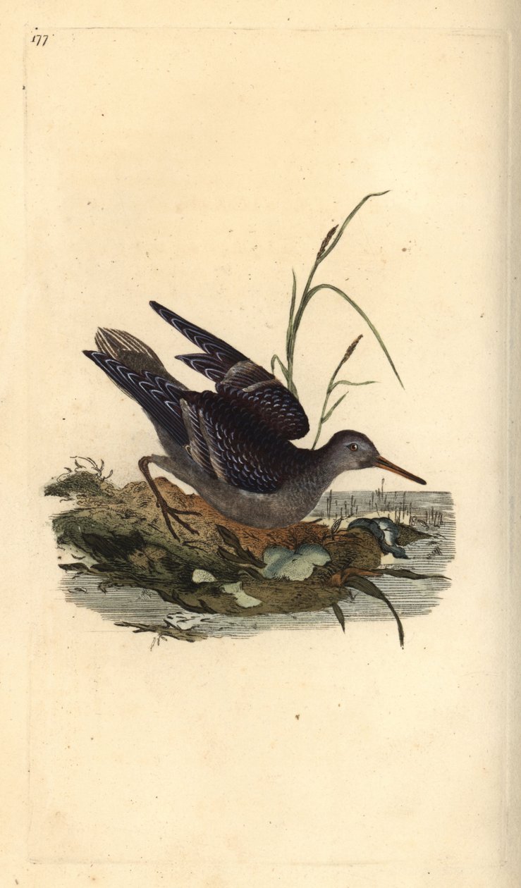Mor çulluk, Calidris maritima. Edward Donovan tarafından kendi “Natural History of British Birds” Londra kitabından çizilip kazınmış, elle boyanmış bakır levha by Edward Donovan