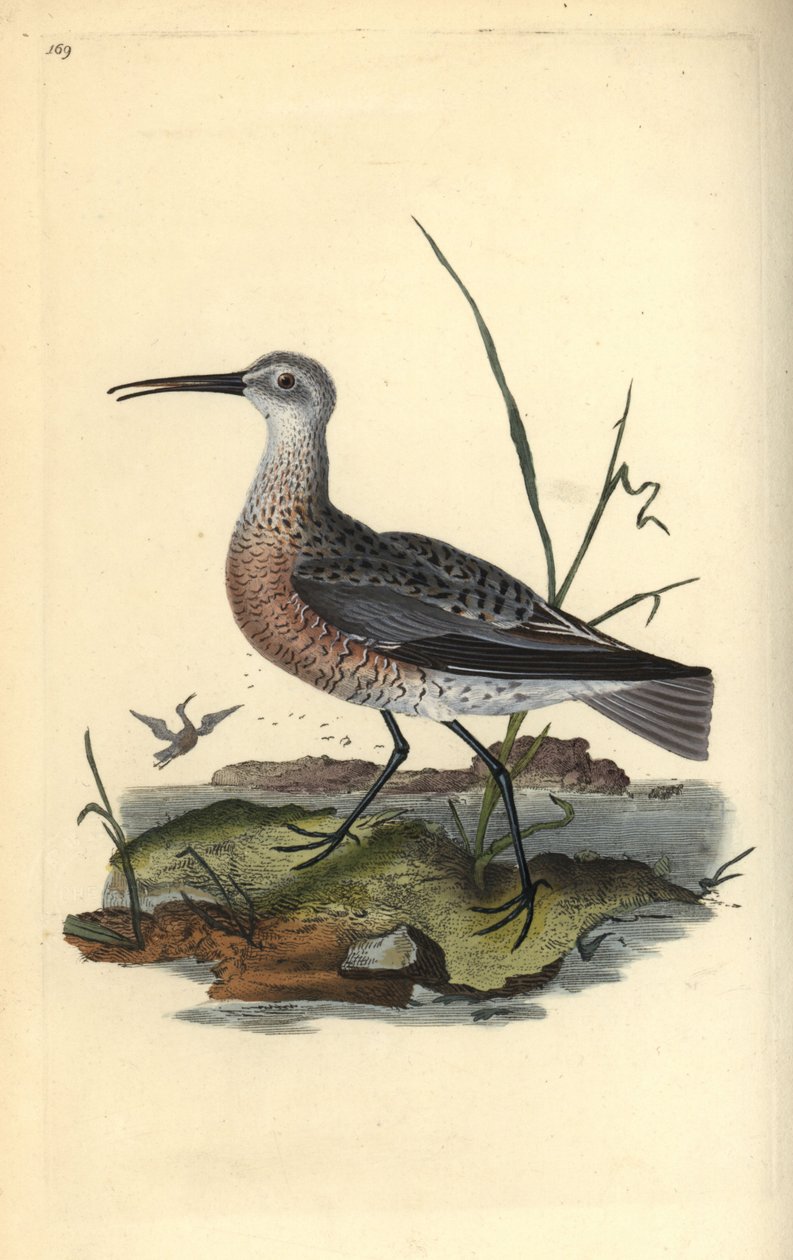 Cüce veya küçük yavru, Numenius minutus. Edward Donovan tarafından kendi “Natural History of British Birds” Londra kitabından çizilip kazınmış, elle boyanmış bakır levha by Edward Donovan