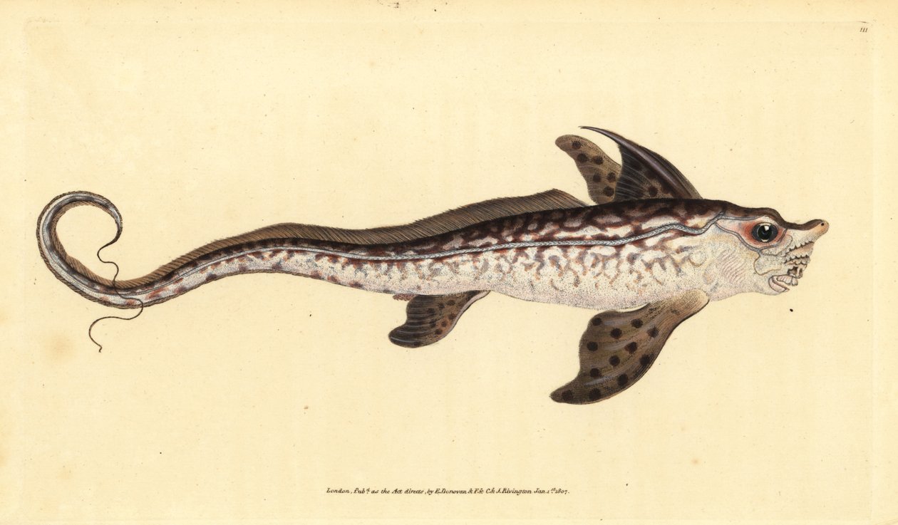 Tavşan balığı veya deniz canavarı, Chimaera monstrosa. Yakın tehdit. Edward Donovan tarafından Natural History of British Fishes, Donovan ve F.C. ve J. Rivington, Londra by Edward Donovan