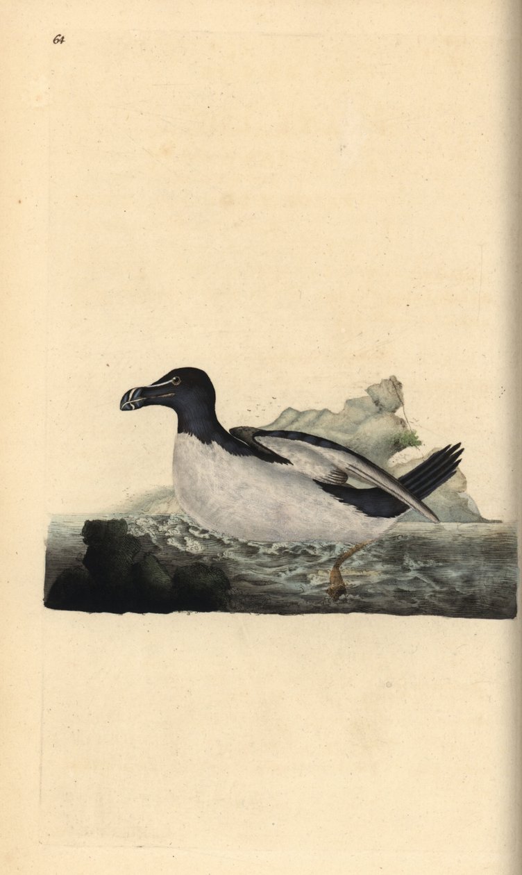 Razorbill, Alca torda. Edward Donovan tarafından kendi “Natural History of British Birds” Londra kitabından çizilip kazınmış, elle boyanmış bakır levha by Edward Donovan