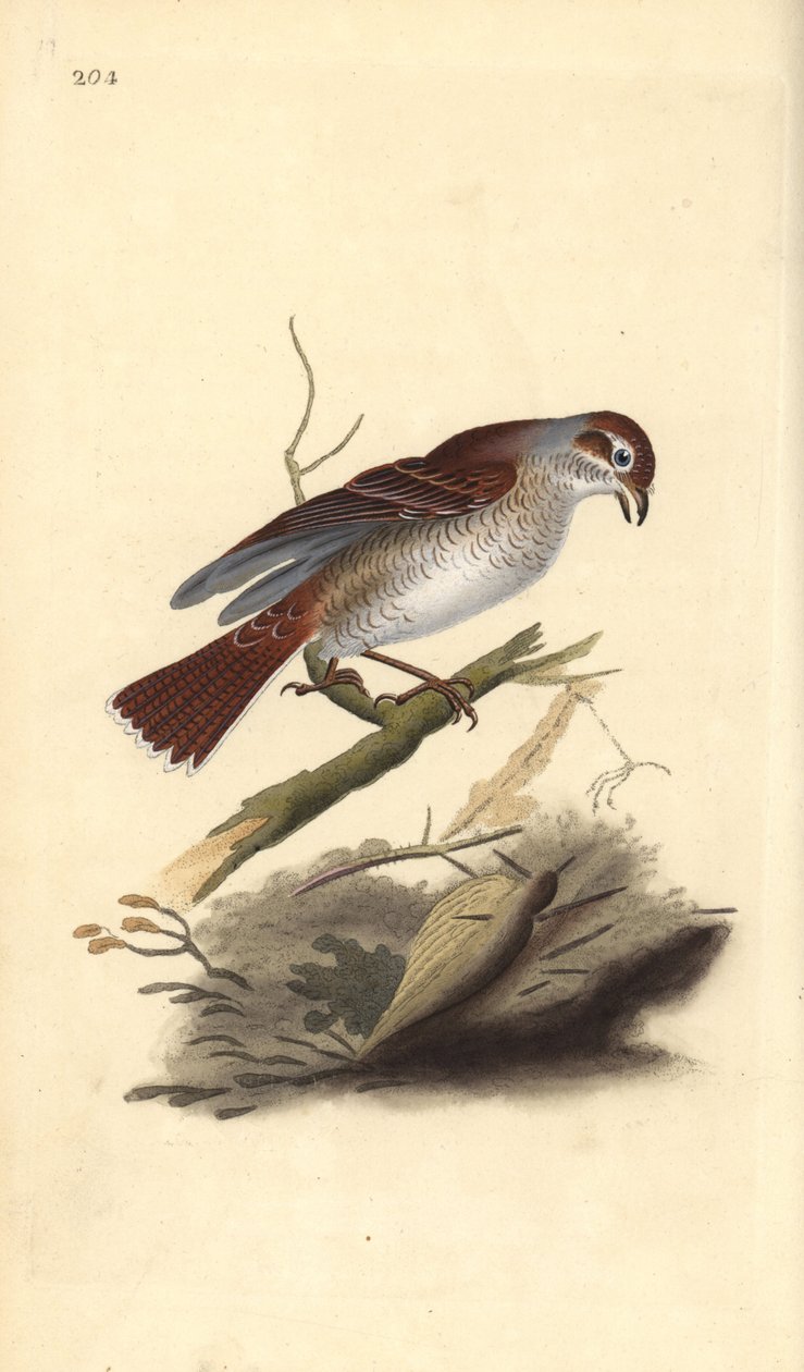 Kızıl sırtlı örümcek kuşu (dişi), Lanius collurio. Edward Donovan tarafından kendi “Natural History of British Birds” Londra kitabından çizilip kazınmış, elle boyanmış bakır levha by Edward Donovan