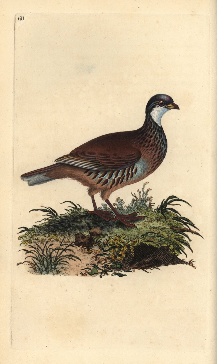 Kırmızı bacaklı keklik, Alectoris rufa. Edward Donovan tarafından kendi “Natural History of British Birds” (1794-1819) kitabından çizilmiş ve oyulmuş, elle boyanmış bakır levha. Edward Donovan (1768-1837) bir İngiliz-İrlandalı amatör zoolog, yazar, sanatçı by Edward Donovan
