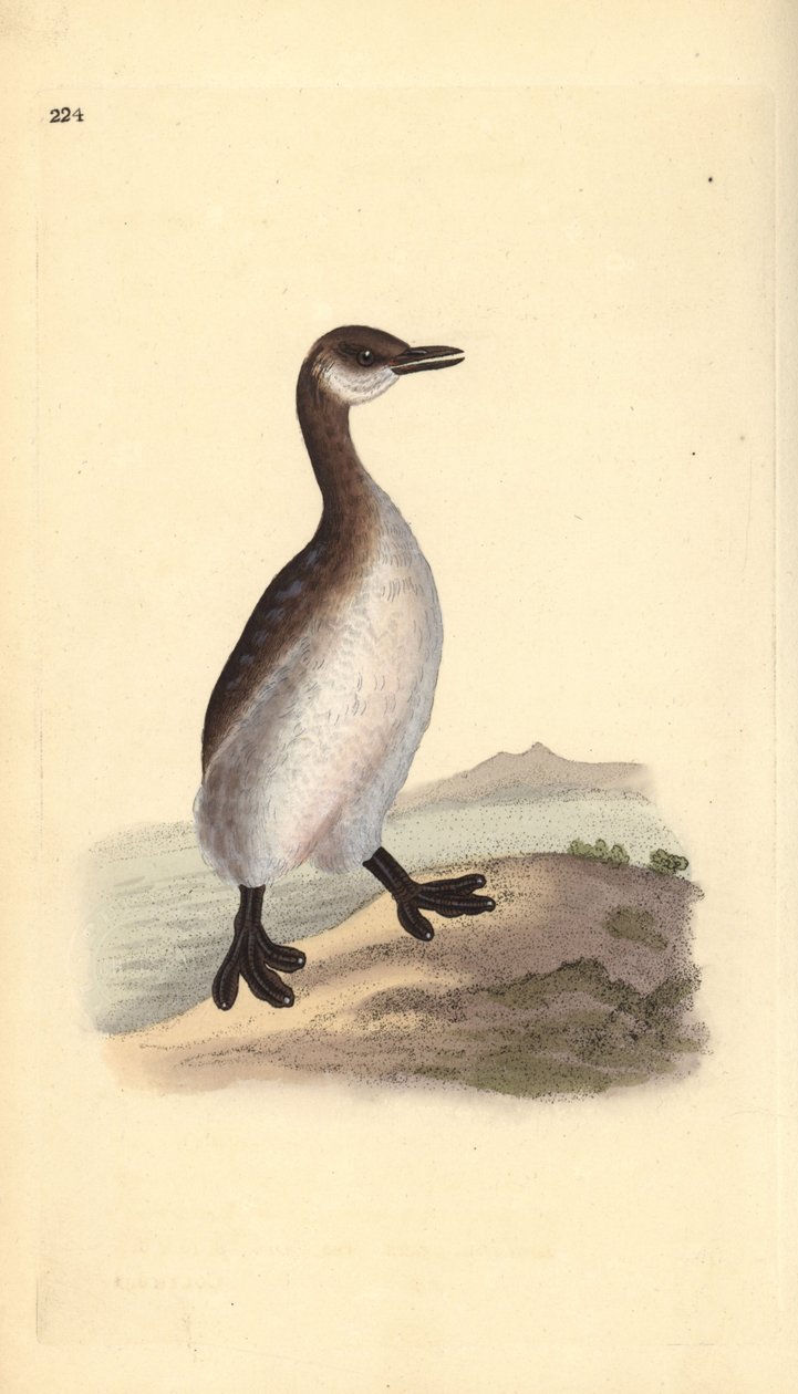 Kızıl boyunlu batağan (dişi), Podiceps grisegena. Edward Donovan tarafından kendi “Natural History of British Birds” Londra kitabından çizilip kazınmış, elle boyanmış bakır levha by Edward Donovan