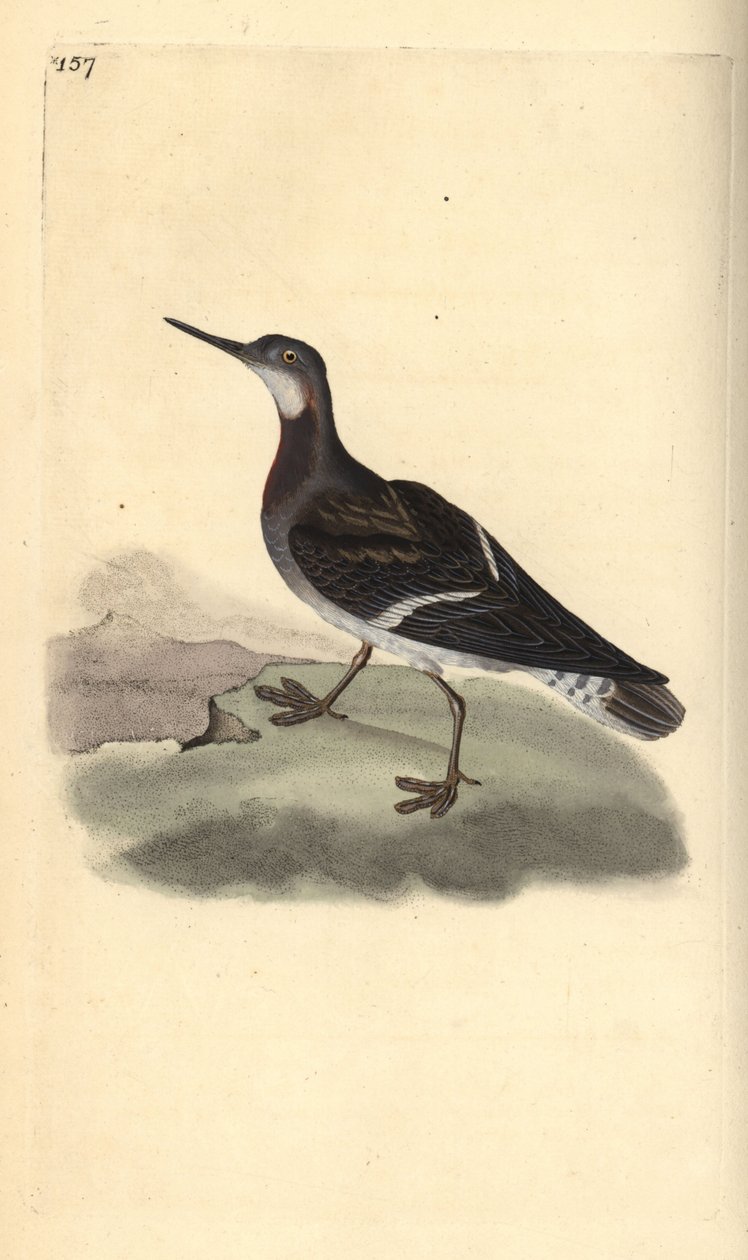 Kırmızı boyunlu phalarope, Phalaropus lobatus. Edward Donovan tarafından kendi “Natural History of British Birds” Londra kitabından çizilip kazınmış, elle boyanmış bakır levha by Edward Donovan