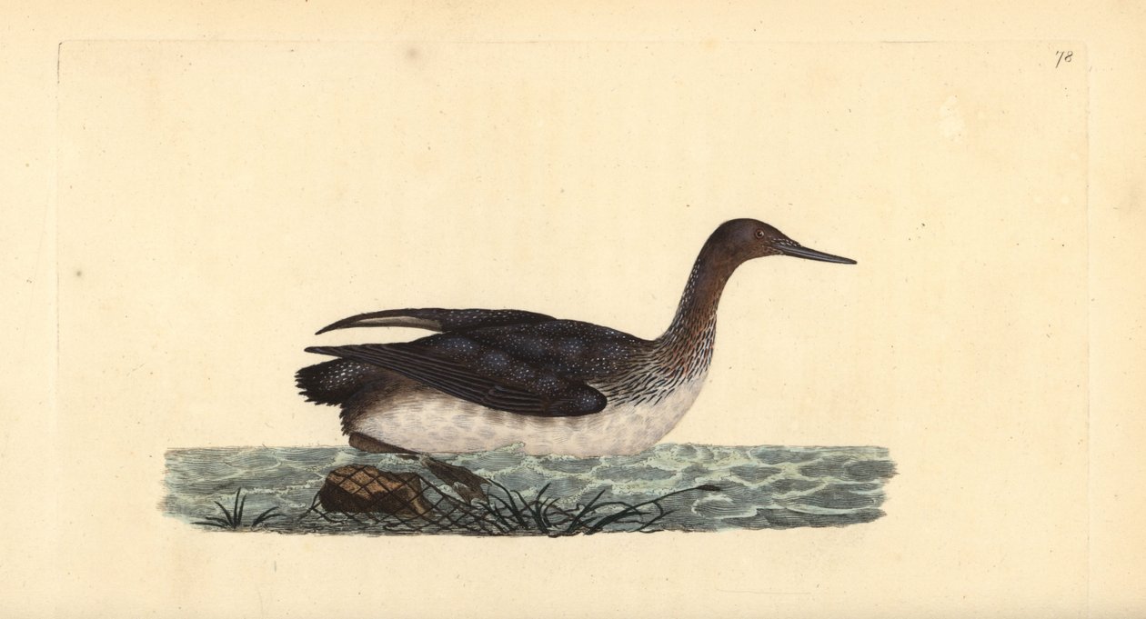 Kızıl boğazlı kaçık ya da dalgıç, Gavia stellata. Edward Donovan tarafından kendi “Natural History of British Birds” Londra kitabından çizilip kazınmış, elle boyanmış bakır levha by Edward Donovan