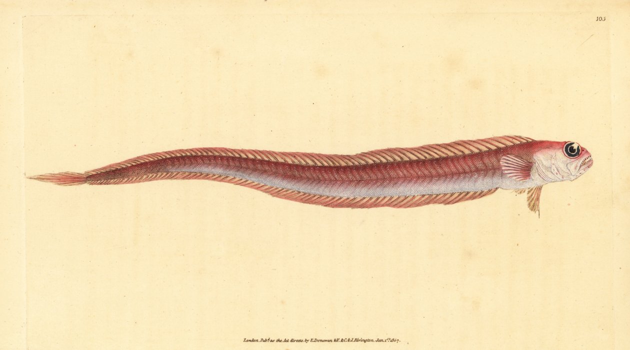 Kırmızı şerit balığı, Cepola macrophthalma (Rubescent band-fish, Cepola rubescens). Edward Donovan tarafından Natural History of British Fishes, Donovan ve F.C. ve J. Rivington, Londra by Edward Donovan