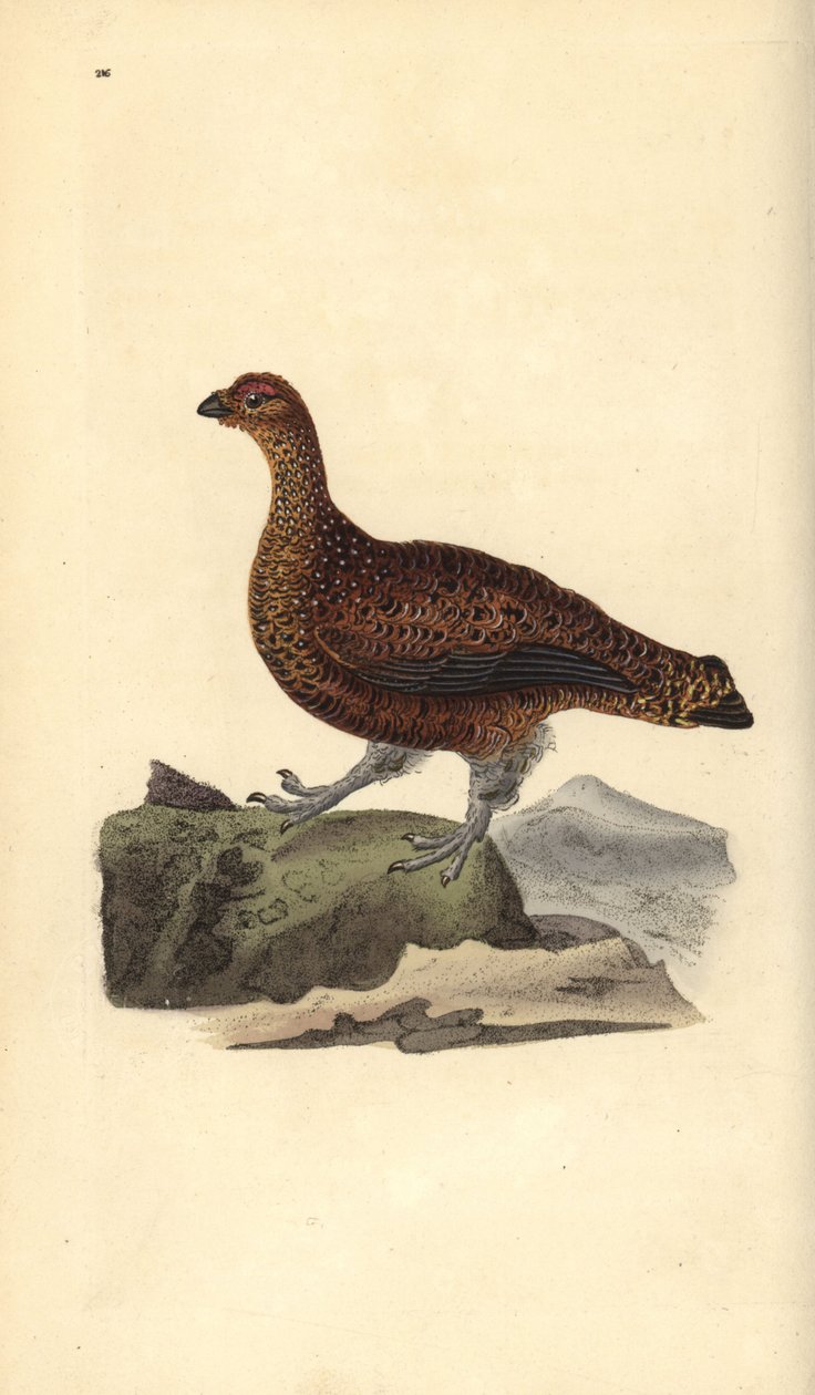 Orman tavuğu (dişi), Lagopus scotica. Edward Donovan tarafından kendi “Natural History of British Birds” Londra kitabından çizilip kazınmış, elle boyanmış bakır levha by Edward Donovan