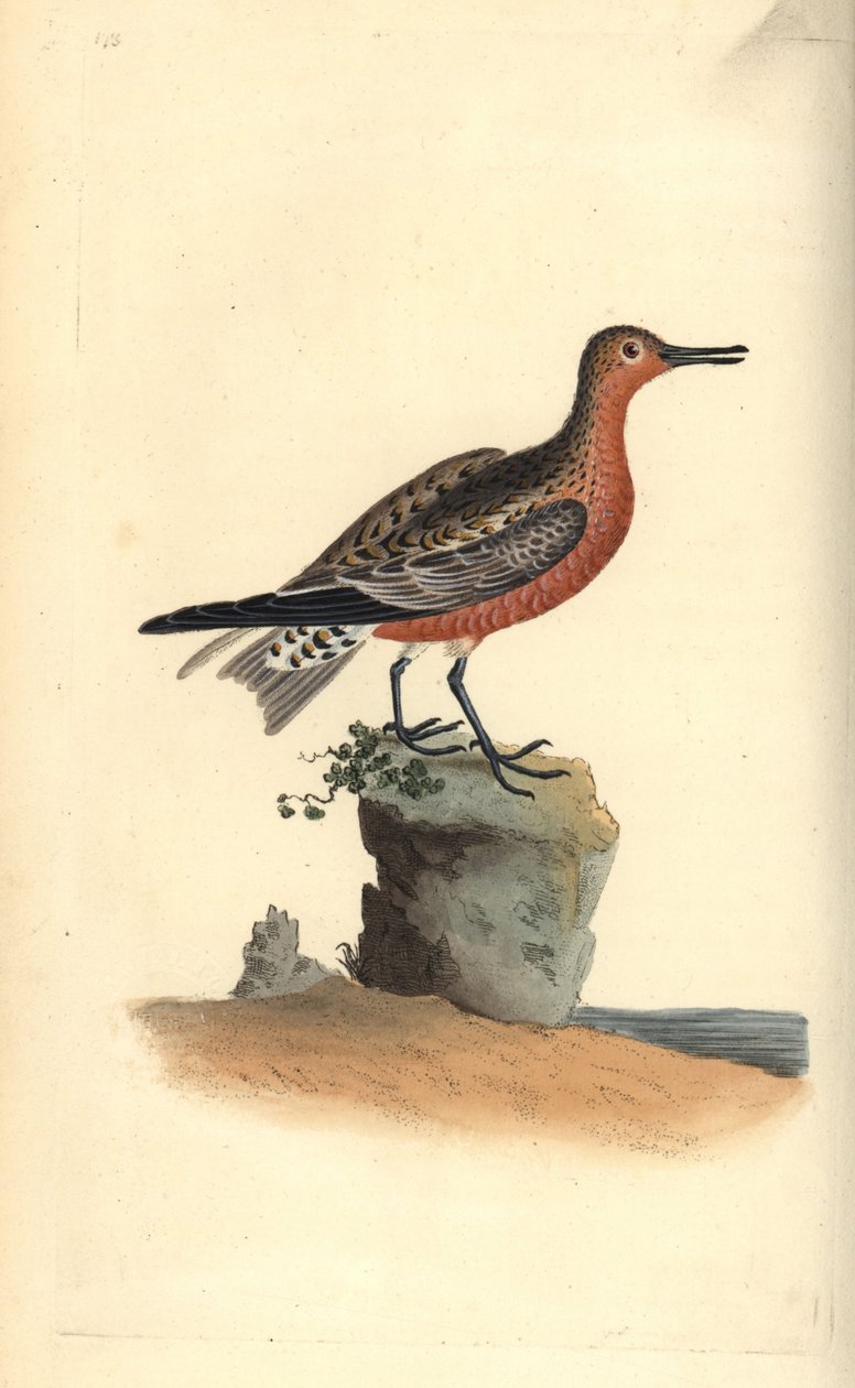 Kırmızı düğüm, Calidris canutus. Edward Donovan tarafından kendi “Natural History of British Birds” adlı Londra kitabından çizilip kazınmış, elle boyanmış bakır levha by Edward Donovan