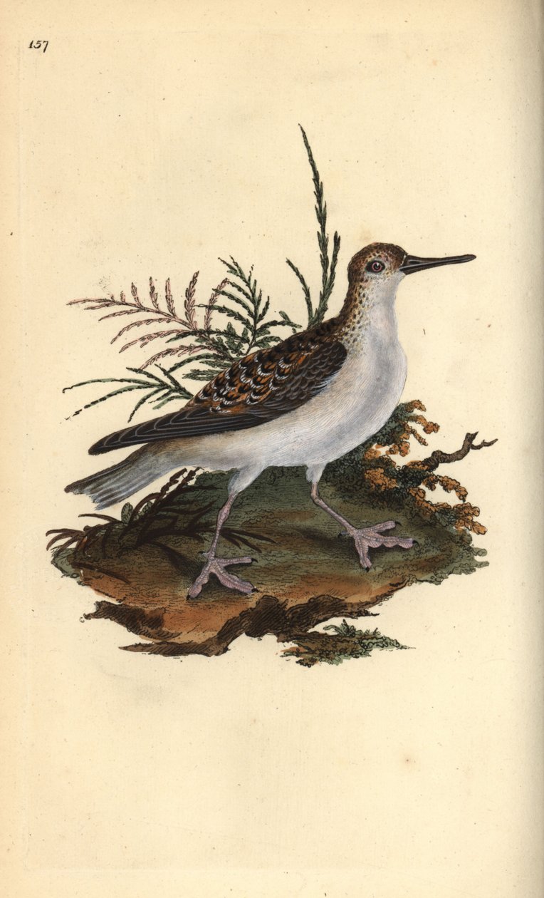 Kırmızı phalarope, Phalaropus fulicarius. Edward Donovan tarafından kendi “Natural History of British Birds” Londra kitabından çizilip kazınmış, elle boyanmış bakır levha by Edward Donovan