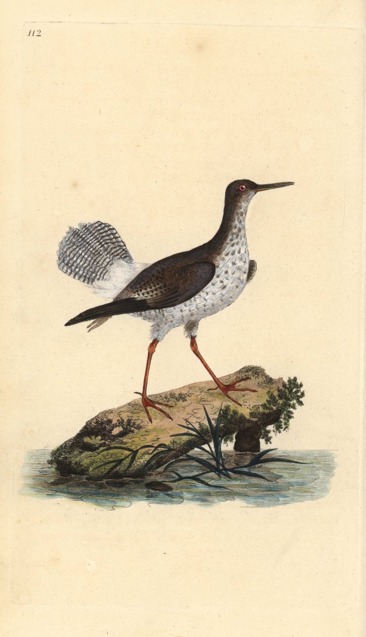 Kırmızı incik, Tringa totanus. Edward Donovan tarafından kendi “Natural History of British Birds” Londra kitabından çizilip kazınmış, elle boyanmış bakır levha by Edward Donovan