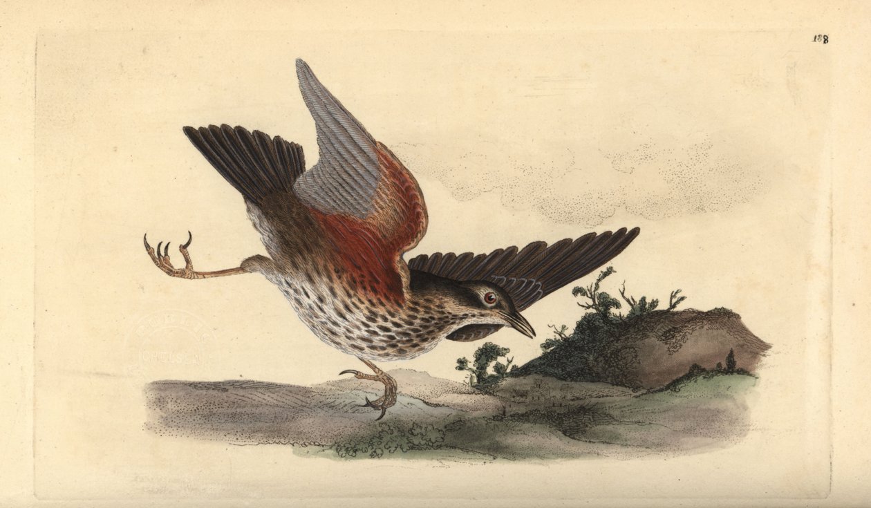 Kızılkanat, Turdus iliacus. Edward Donovan tarafından kendi “Natural History of British Birds” Londra kitabından çizilip kazınmış, elle boyanmış bakır levha by Edward Donovan
