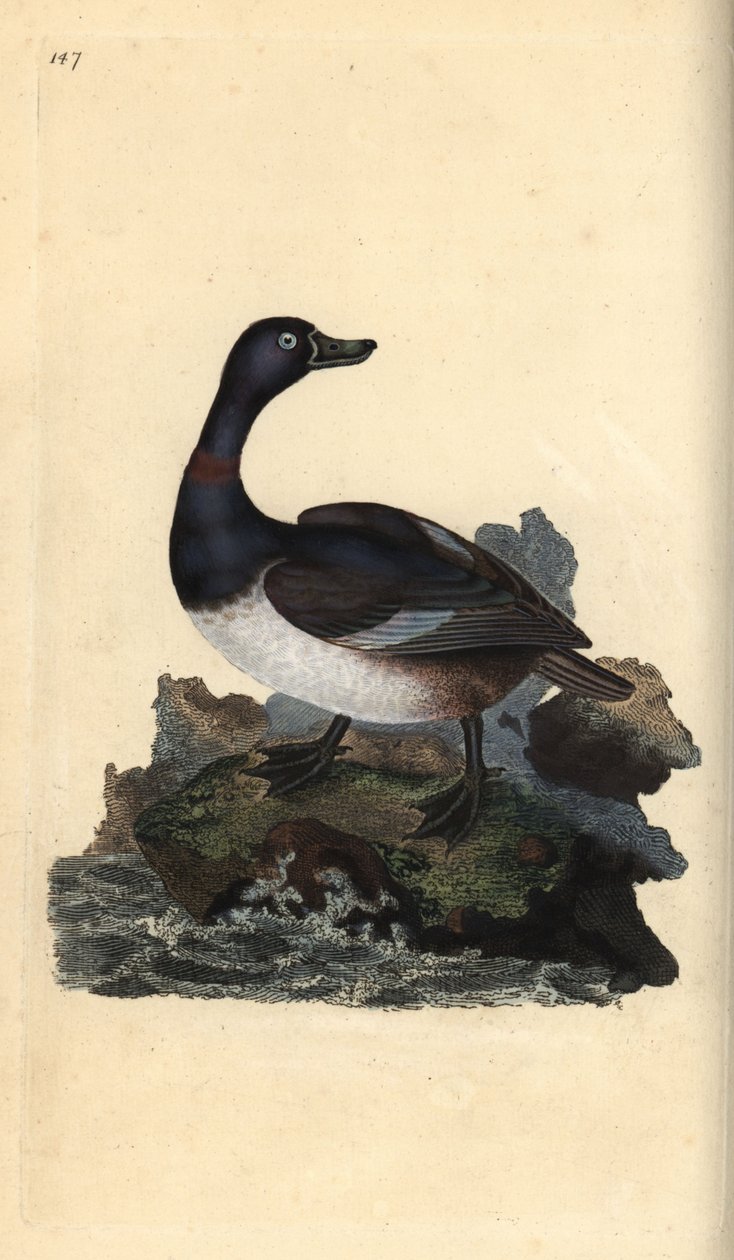 Halka boyunlu ördek, Aythya yakalı. Edward Donovan tarafından kendi “Natural History of British Birds” Londra kitabından çizilip kazınmış, elle boyanmış bakır levha by Edward Donovan