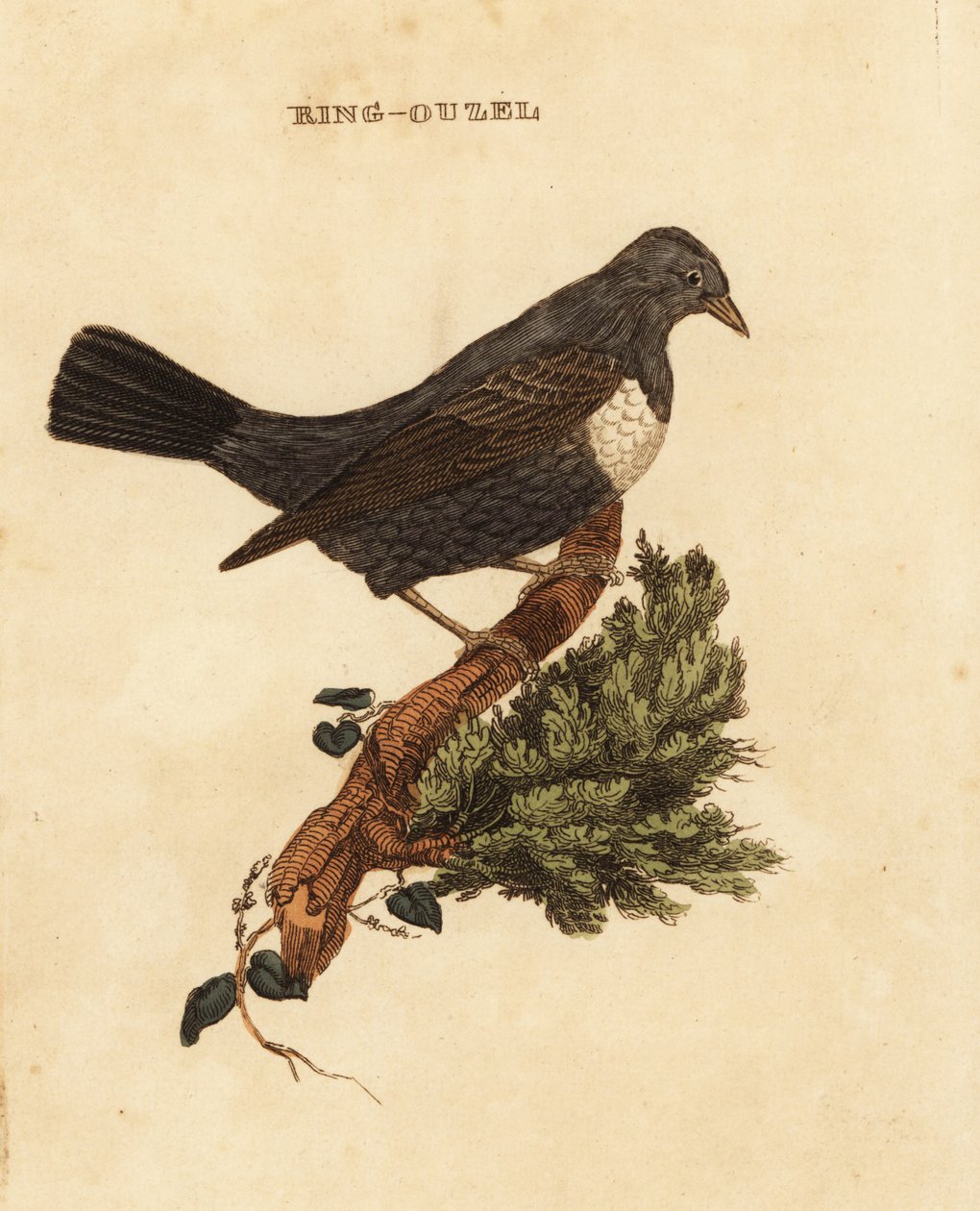 Halka ouzel, Turdus torquatus by Edward Donovan