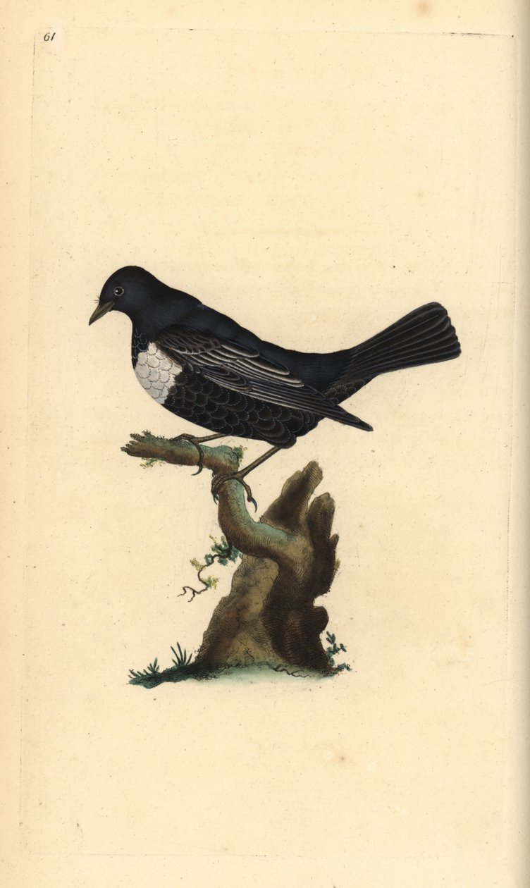 Halka ouzel, Turdus torquatus. Edward Donovan tarafından kendi “Natural History of British Birds” Londra kitabından çizilip kazınmış, elle boyanmış bakır levha by Edward Donovan