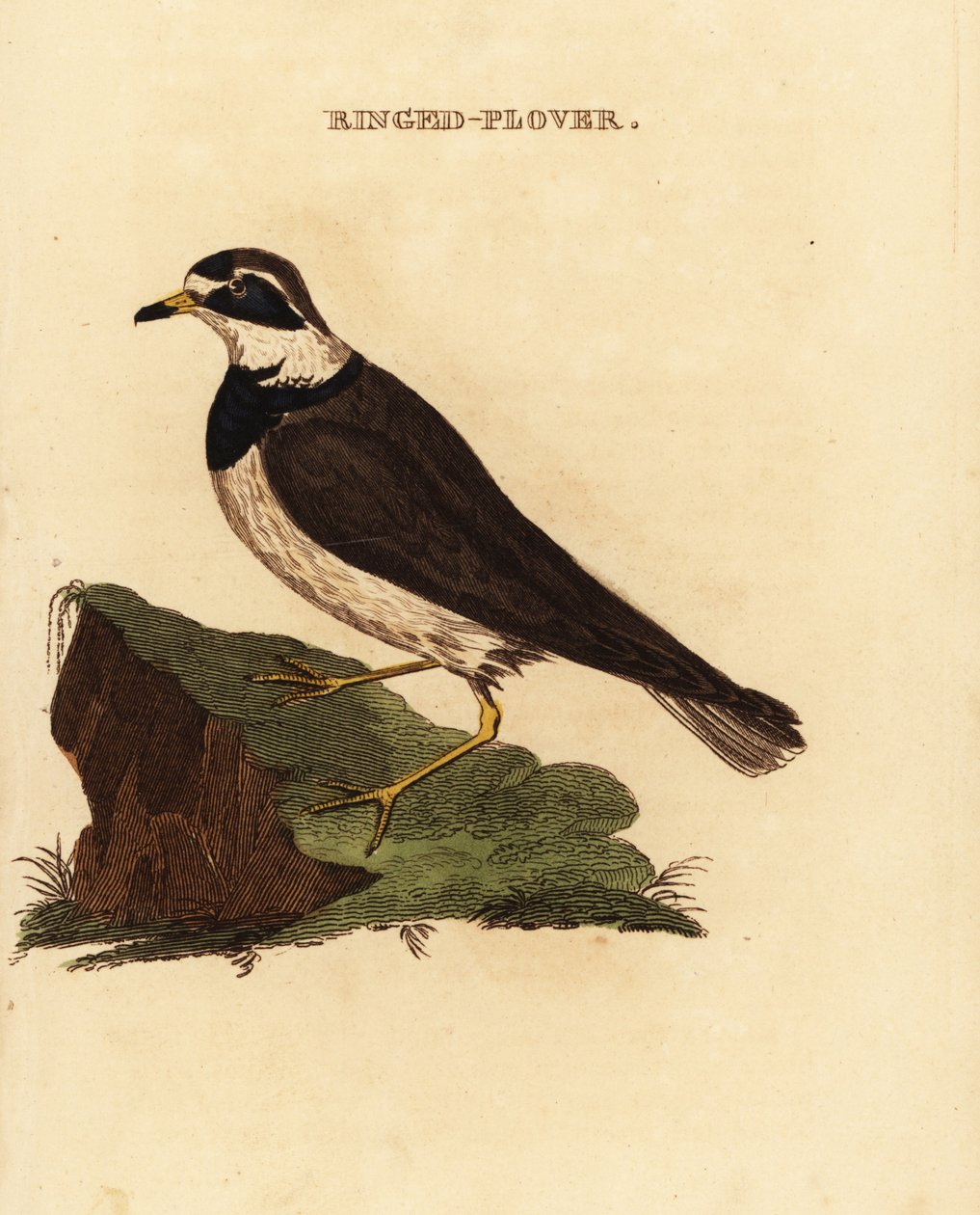 Halkalı cılıbıt, Charadrius hiaticula by Edward Donovan