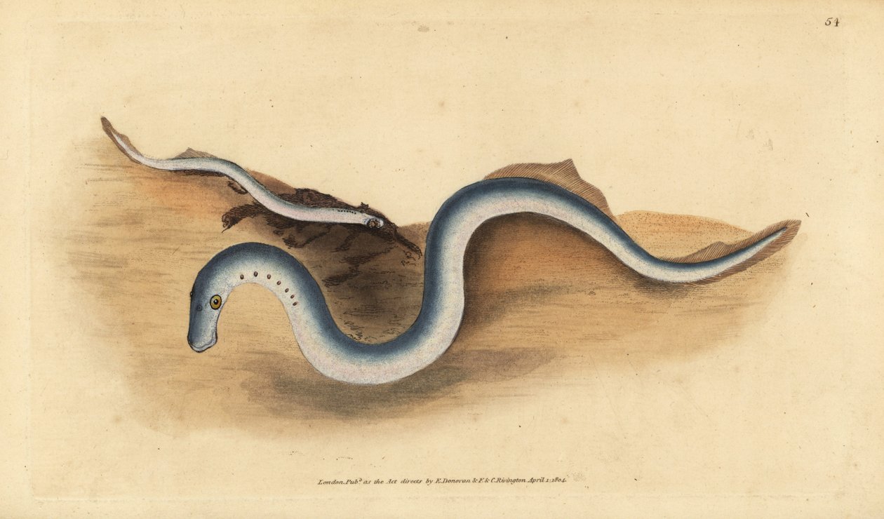 River lamprey, Lampetra fluviatilis (Lampern veya daha az lamprey, Petromyzon fluviatilis). Edward Donovan tarafından Natural History of British Fishes, Donovan ve F.C. ve J. Rivington, Londra by Edward Donovan