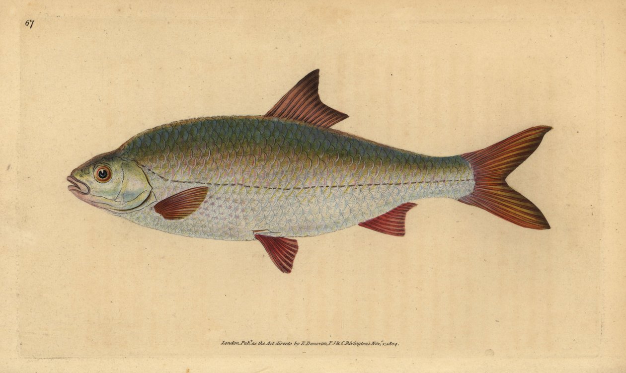 Roach, Rutilus rutilus (Cyprinus ritulus). Edward Donovan tarafından Natural History of British Fishes, Donovan ve F.C. ve J. Rivington, Londra by Edward Donovan