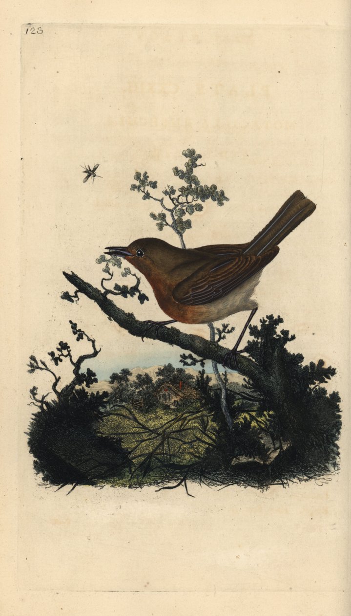 Robin kızıl göğüs, Erithacus kızamıkçık. Edward Donovan tarafından kendi “Natural History of British Birds” Londra kitabından çizilip kazınmış, elle boyanmış bakır levha by Edward Donovan