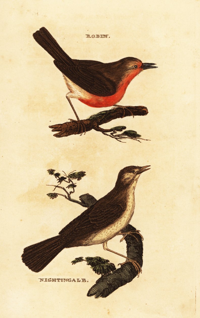 Robin kızıl göğüs, Erithacus kızamıkçık ve bülbül, Luscinia megarhynchos by Edward Donovan