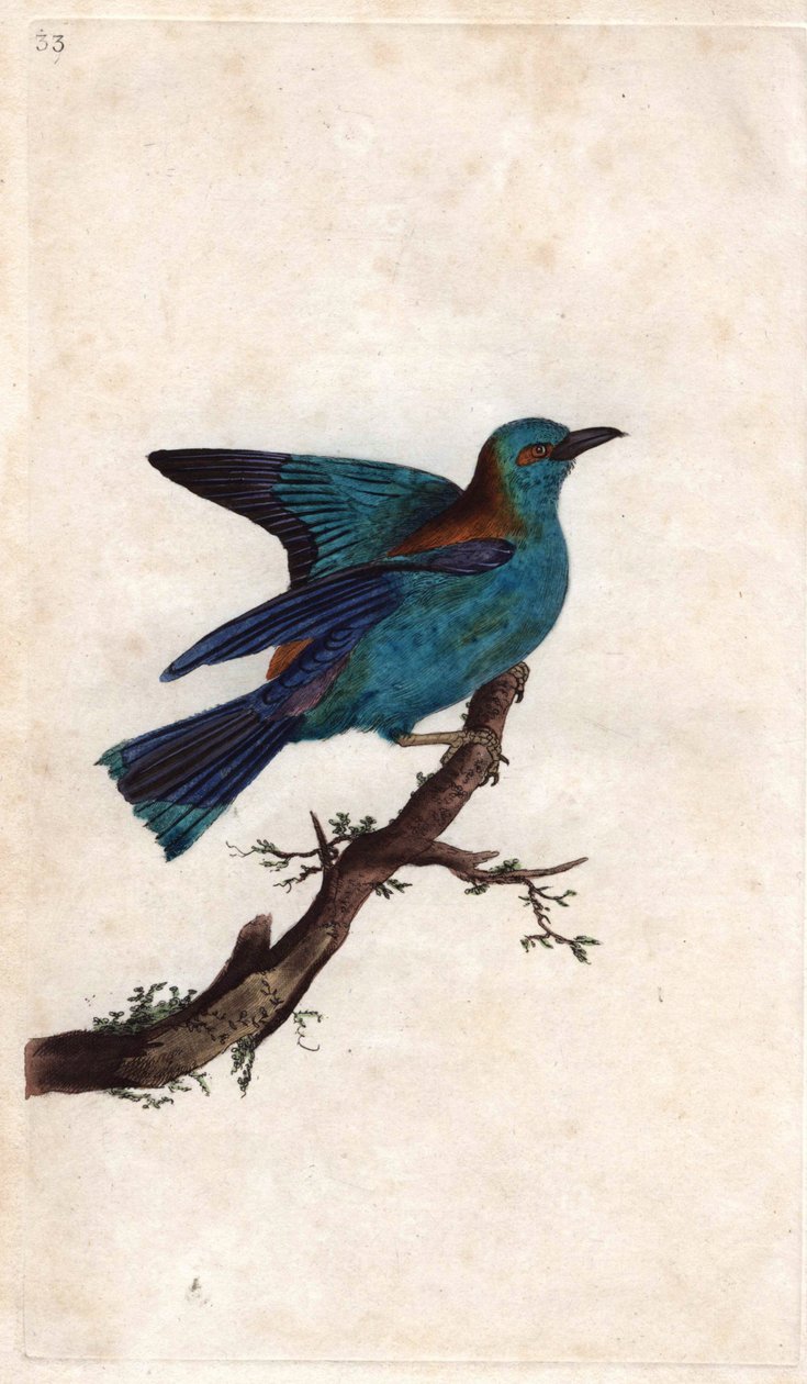 Avrupa silindiri. Coracias garrula (Coracias garrula). İngiliz Kuşlarının Natural History, Londra