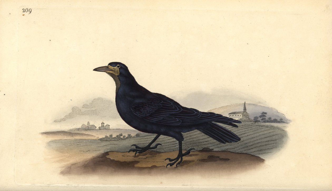 Kale, Corvus frugilegus. Edward Donovan tarafından kendi “Natural History of British Birds” Londra kitabından çizilip kazınmış, elle boyanmış bakır levha by Edward Donovan