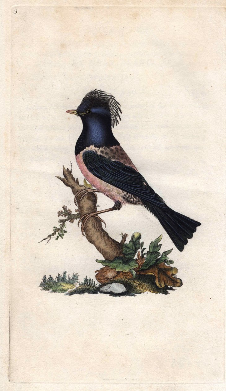Starling ispinozu. Sturnus roseus (Turdus roseus). İngiliz Kuşlarının Natural History, Londra