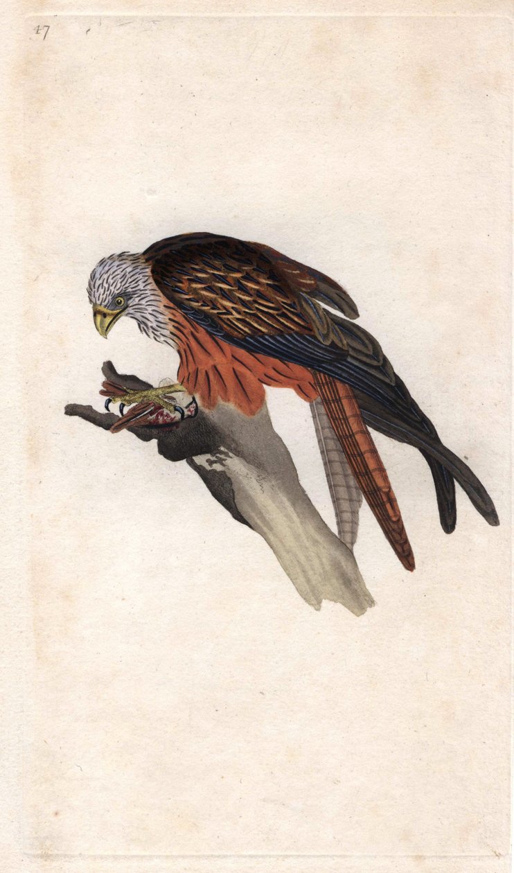 Kraliyet Milano. Milvus milvus (Falco milvus). İngiliz Kuşlarının Natural History, Londra