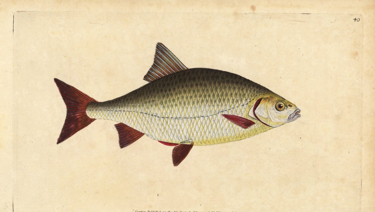 Rudd, Scardinius erythrophthalmus (Kırmızı göz, Cyprinus erythrophthalmus). Edward Donovan tarafından Natural History of British Fishes, Donovan ve F.C. ve J. Rivington, Londra by Edward Donovan